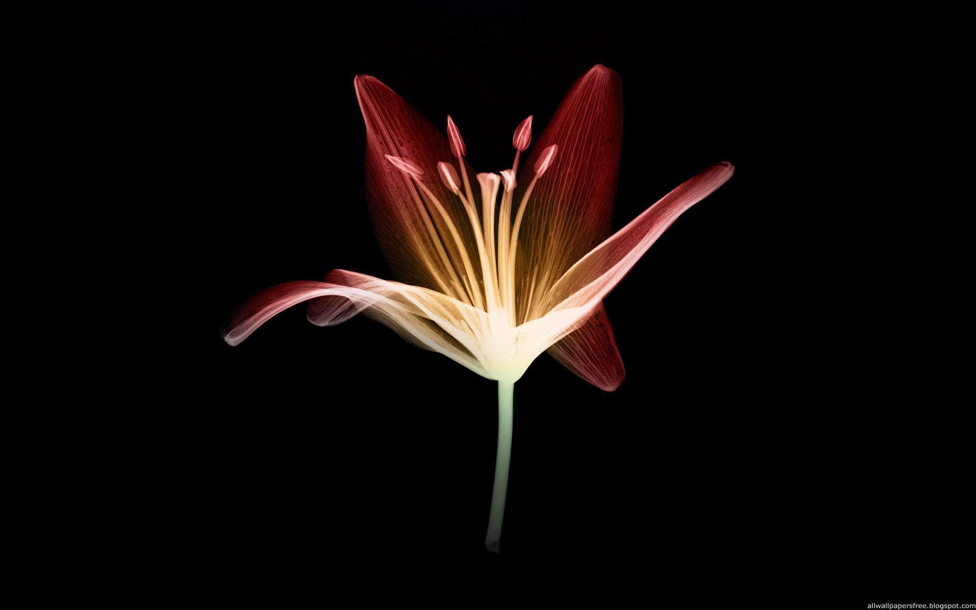 Wallpaper image