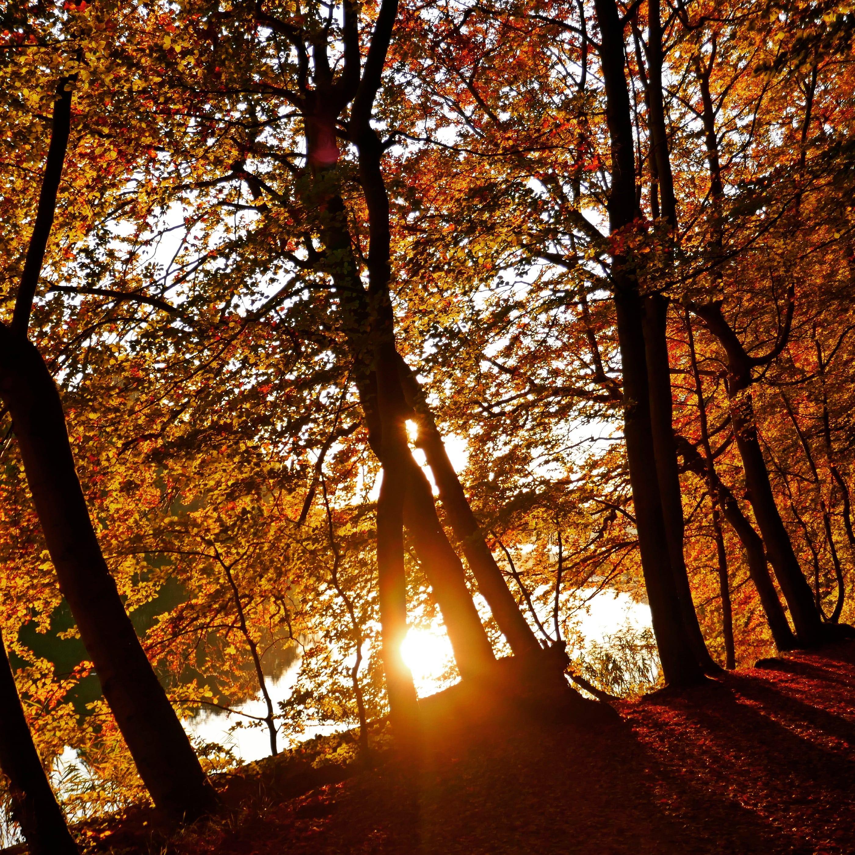 Autumn Sunset at Lake Uklei, Schleswig-Holstein, Germany