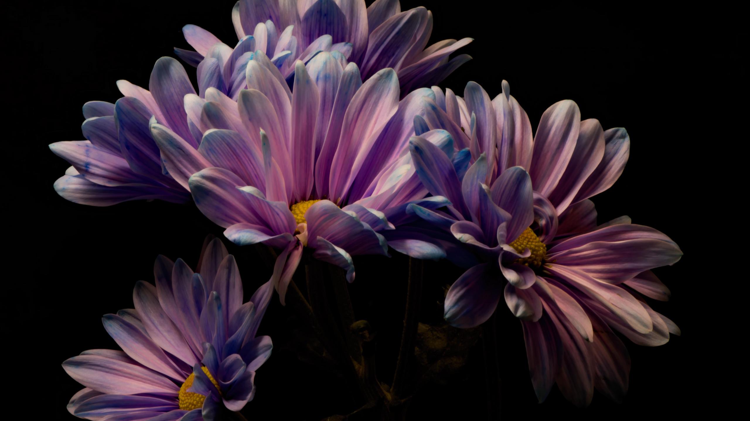 Wallpaper image