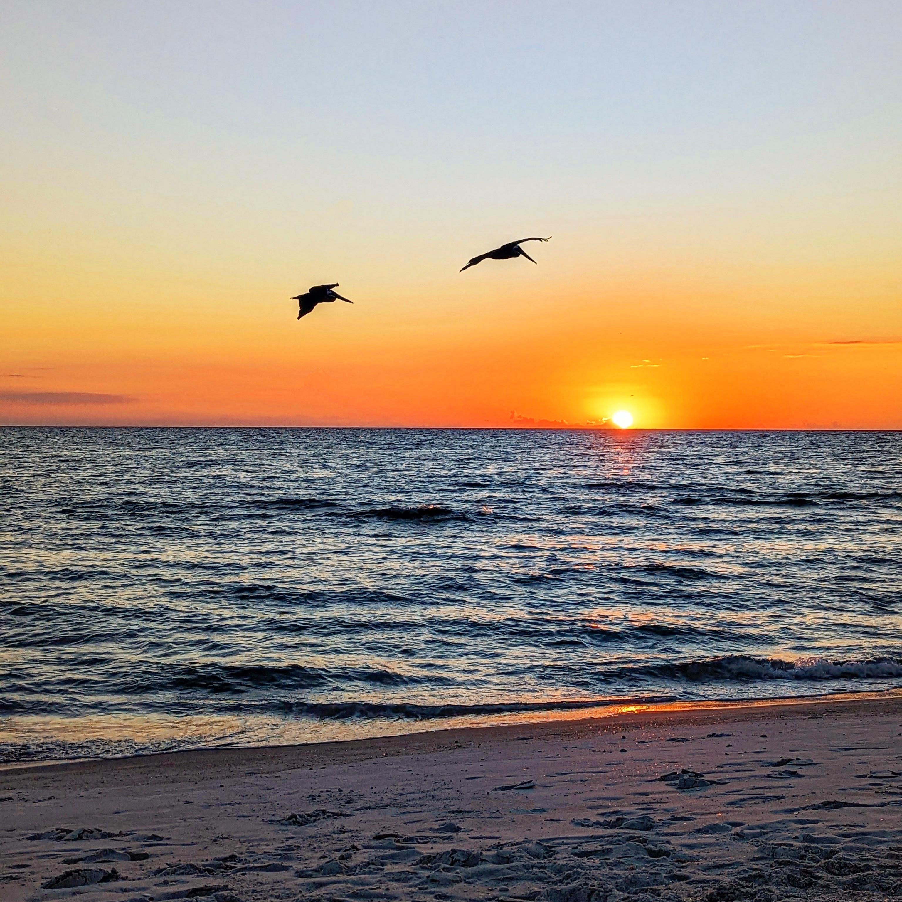 Longboat Key, FL. Couple of pelicans on the hunt for dinner.