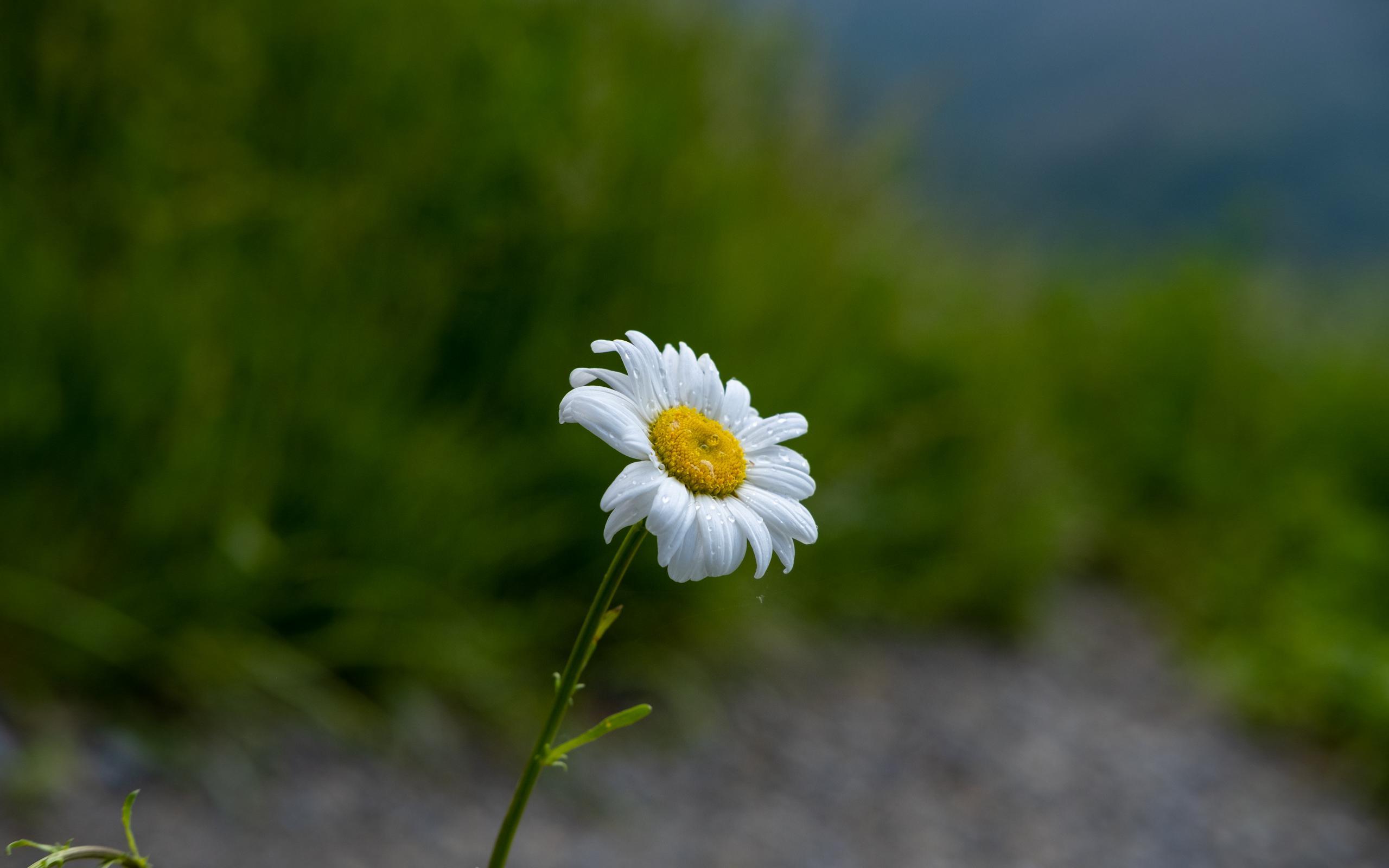 Wallpaper image