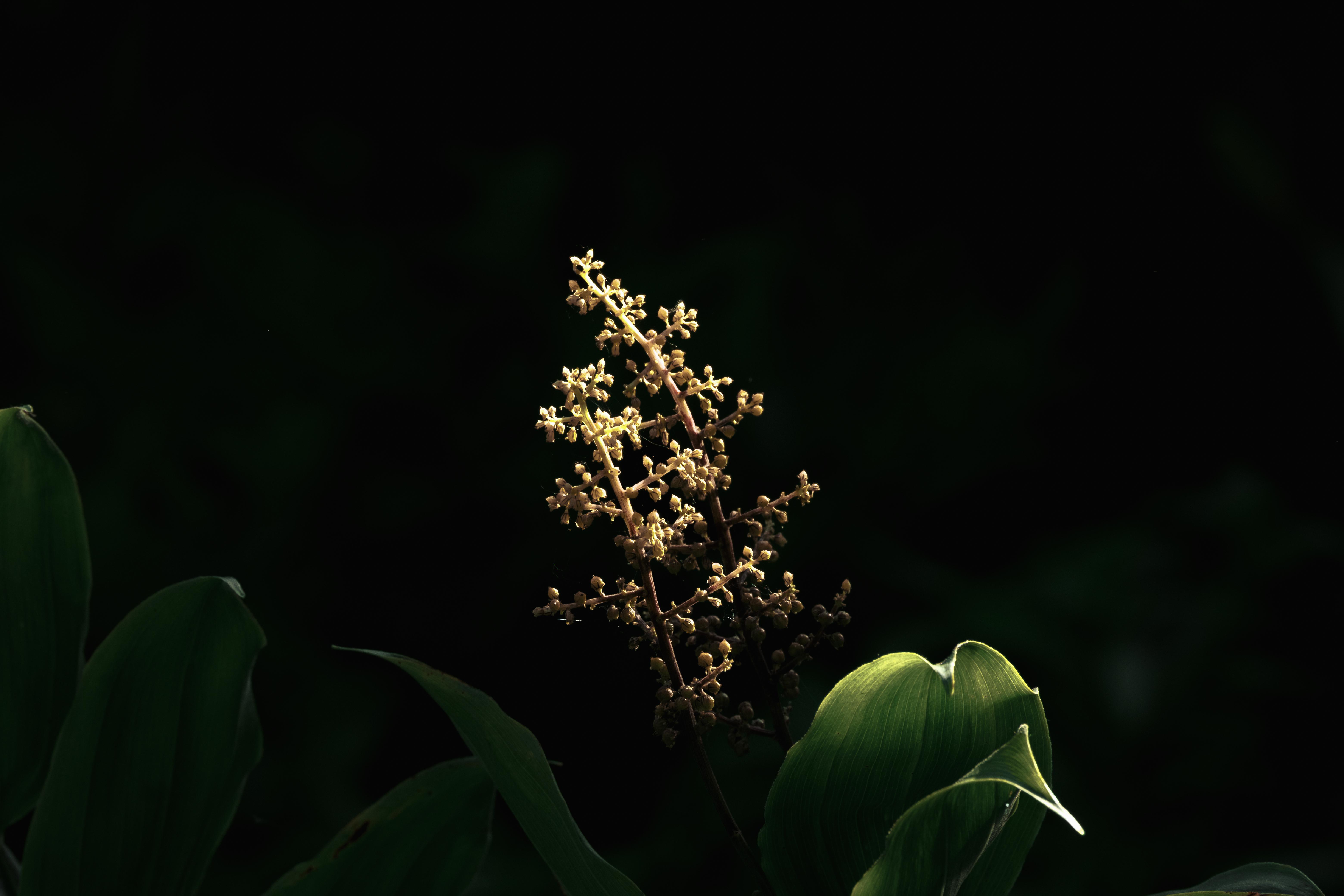 Wallpaper image