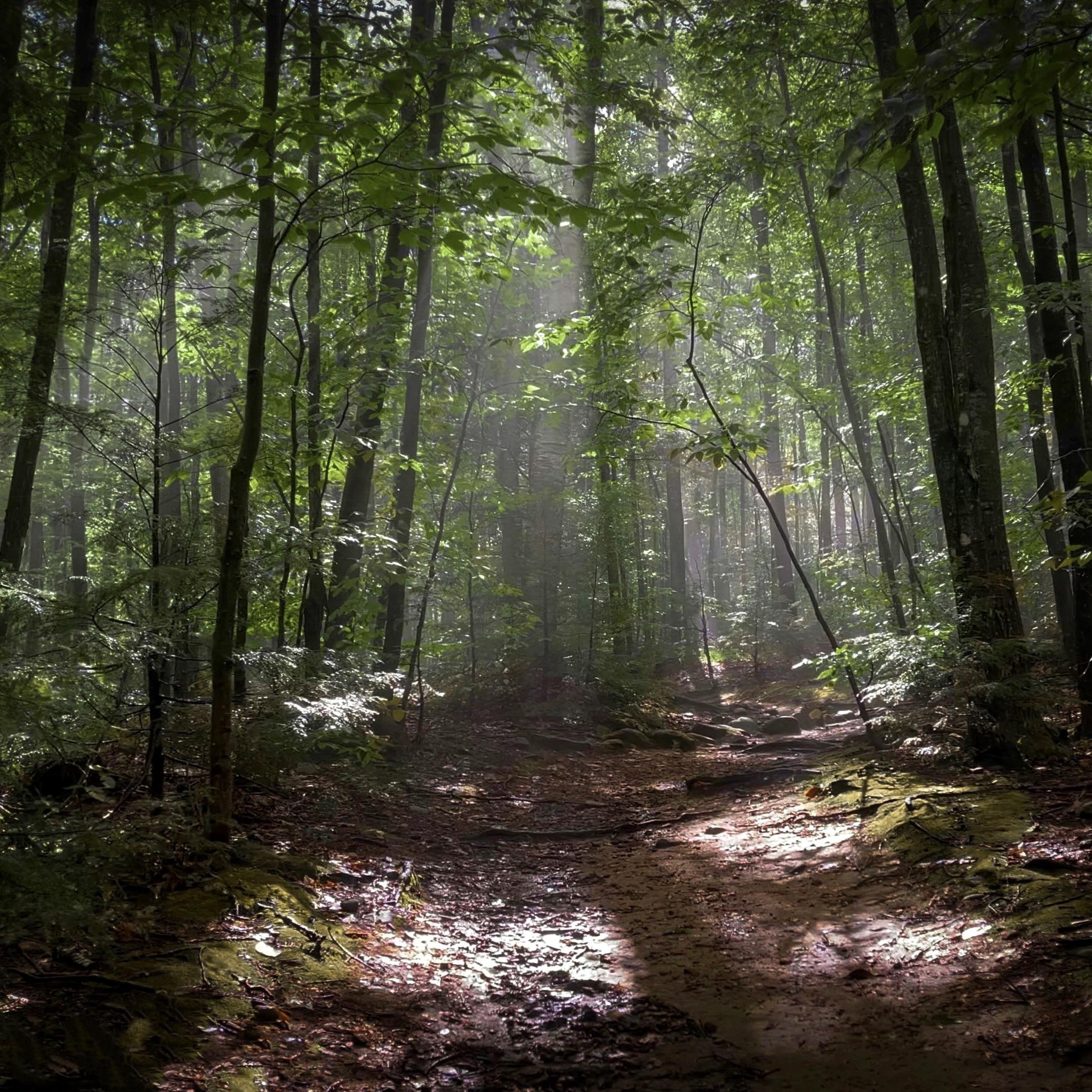 Summer Trails after the rain - White Mountains, New Hampshire