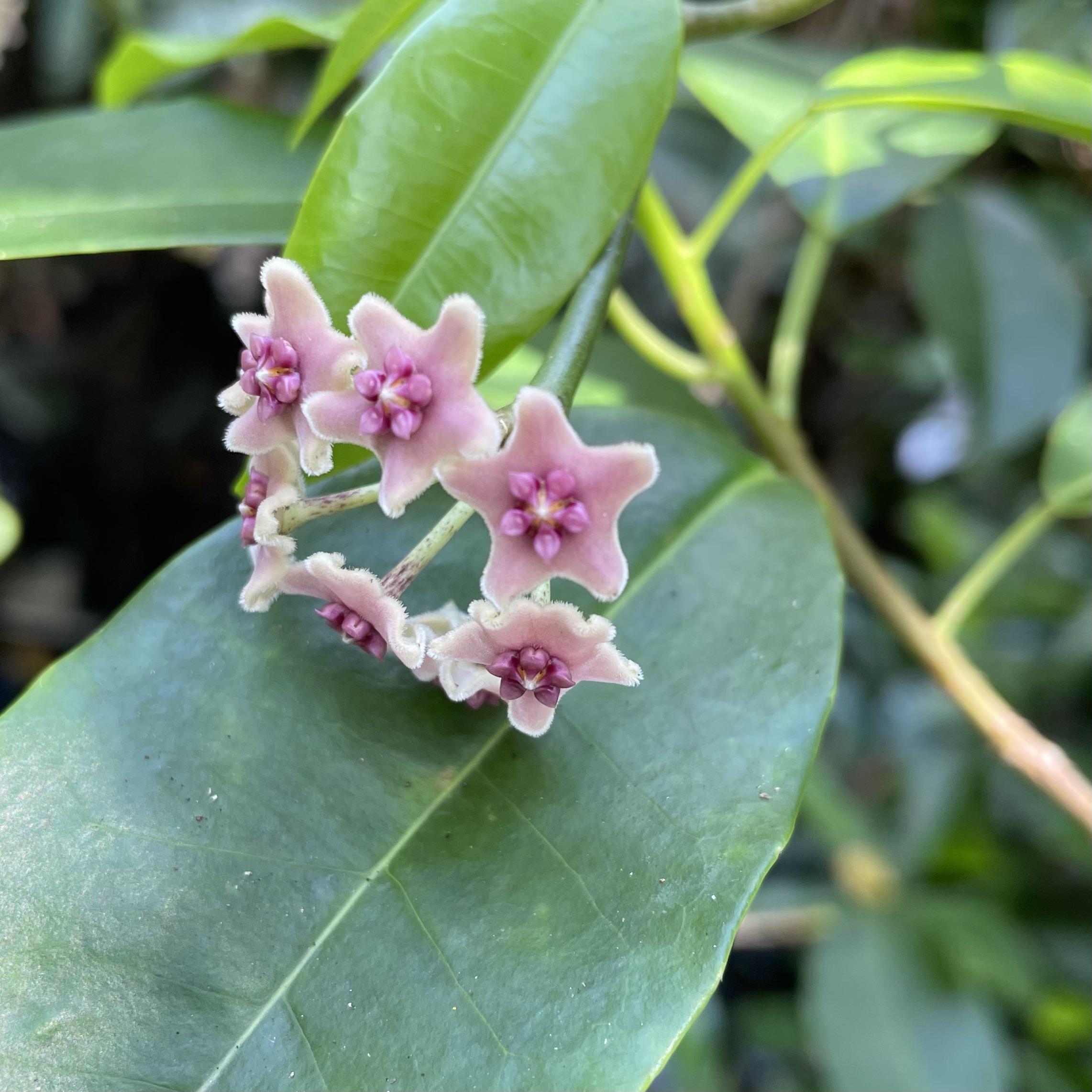 Little pink star-shaped flowers of a Mangrove wax plant , in habitat, coastal forest, Northern Singapore [OC/]