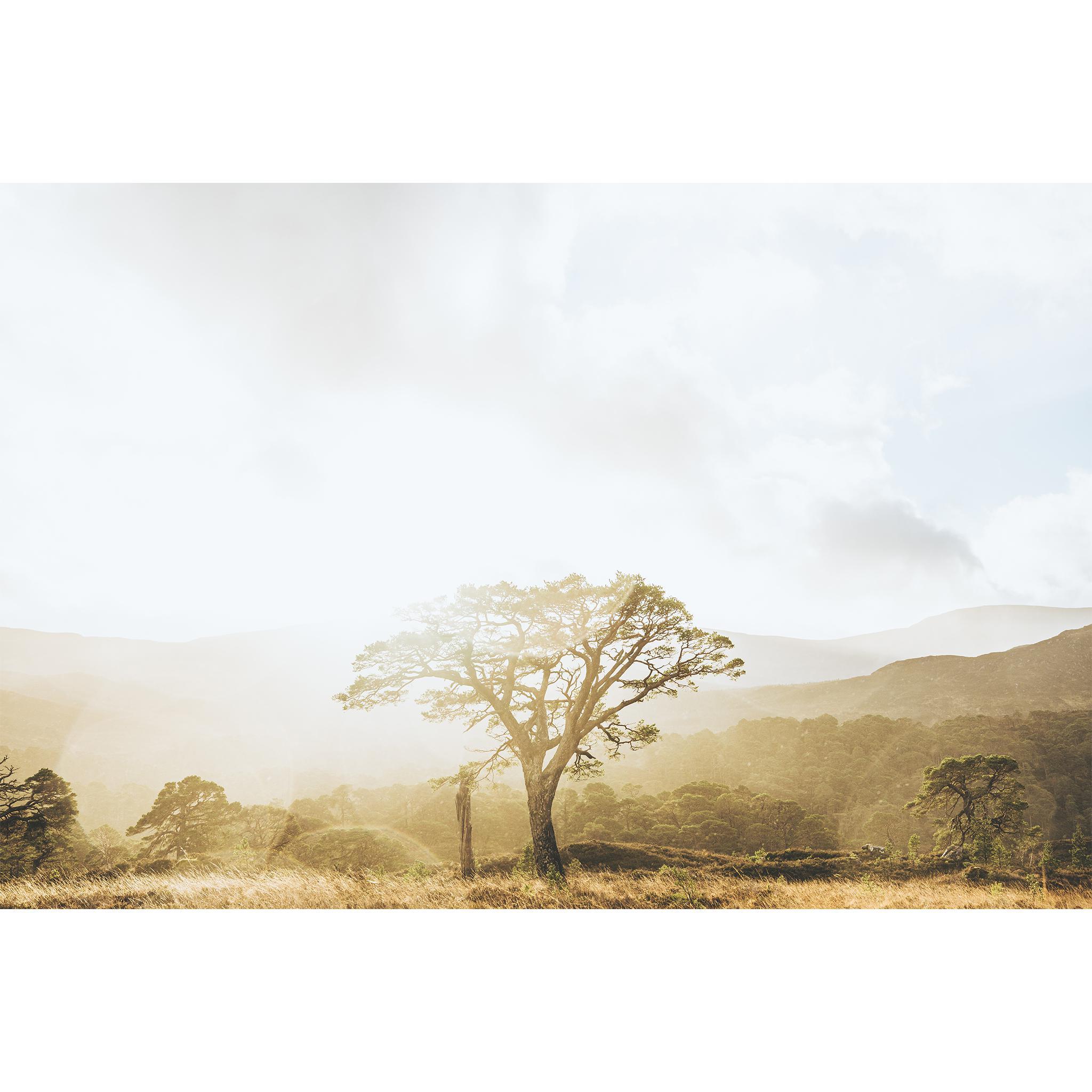 Glen Affric, Scotland