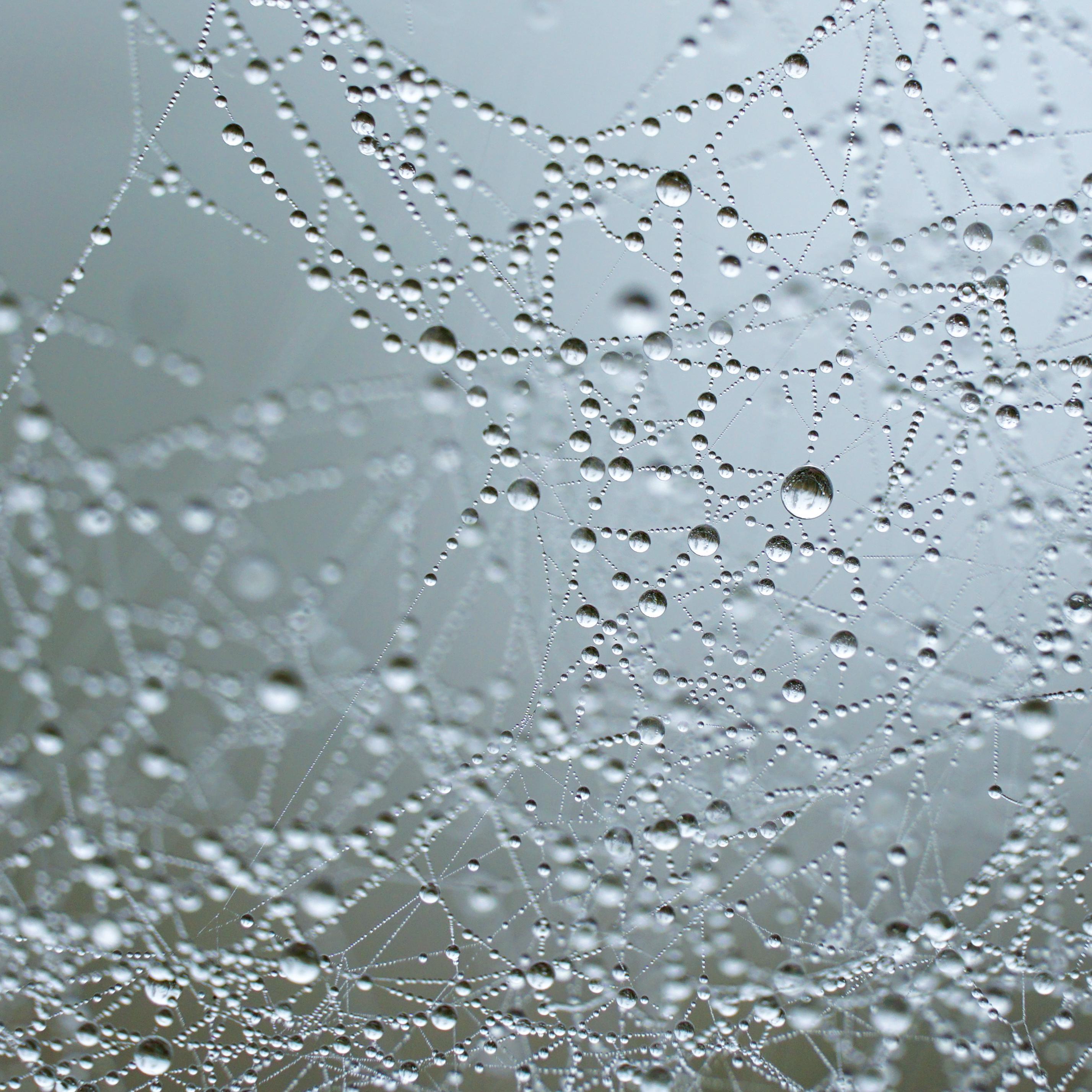 Dew drops on the spider web, Lower Austria