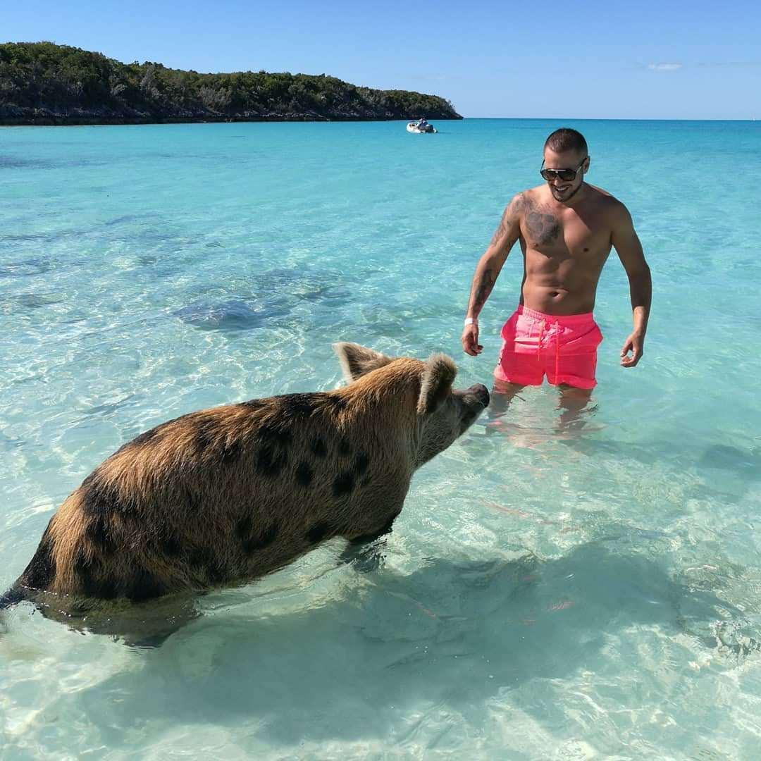Pig Island Exuma Bahamas