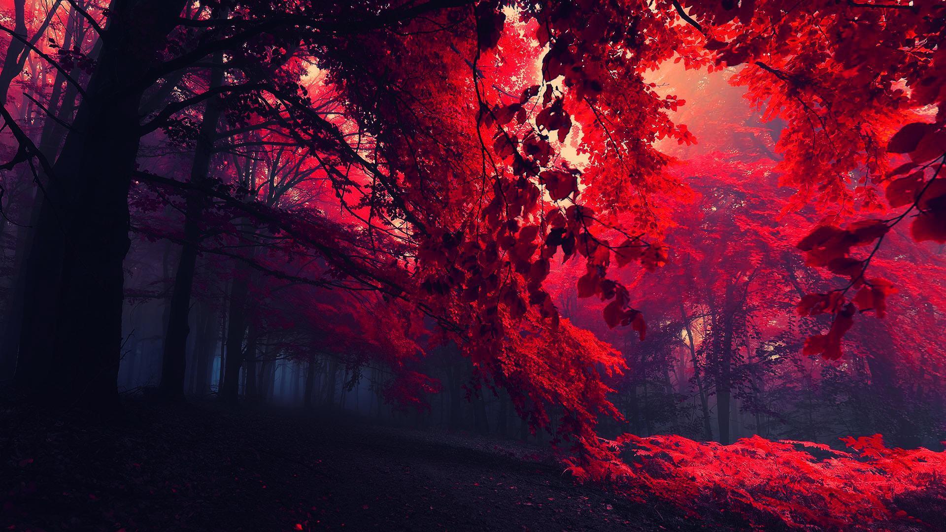 Wallpaper image