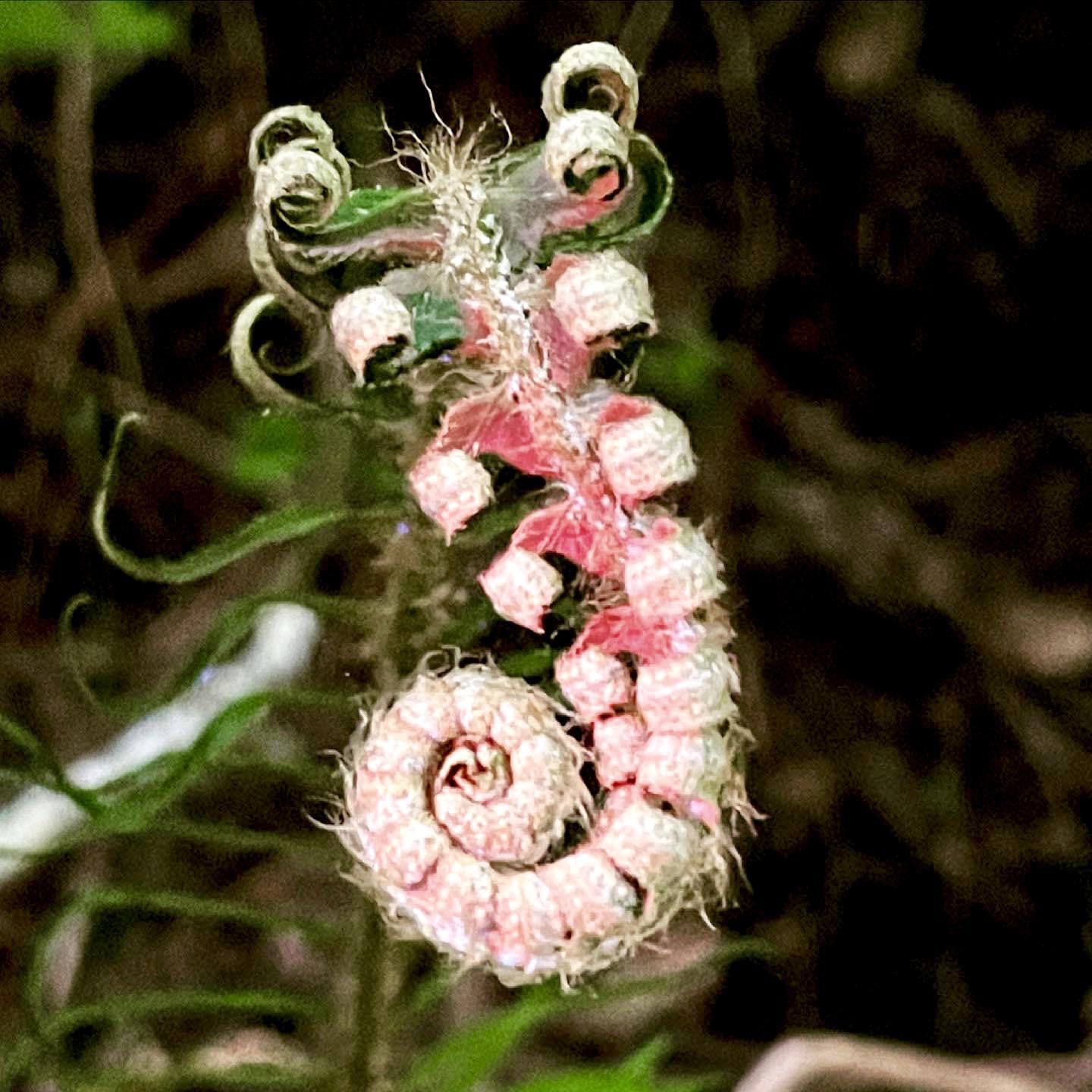 Braun’s hollyfern unfurling
