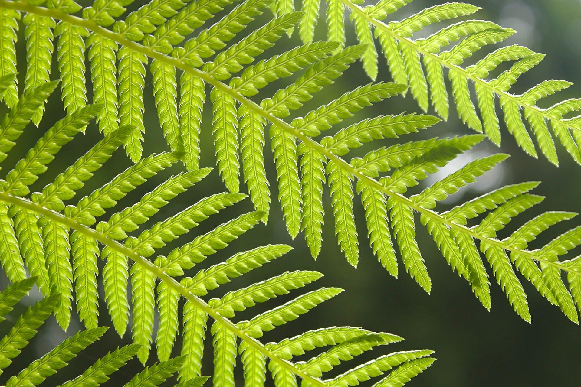 Wallpaper image