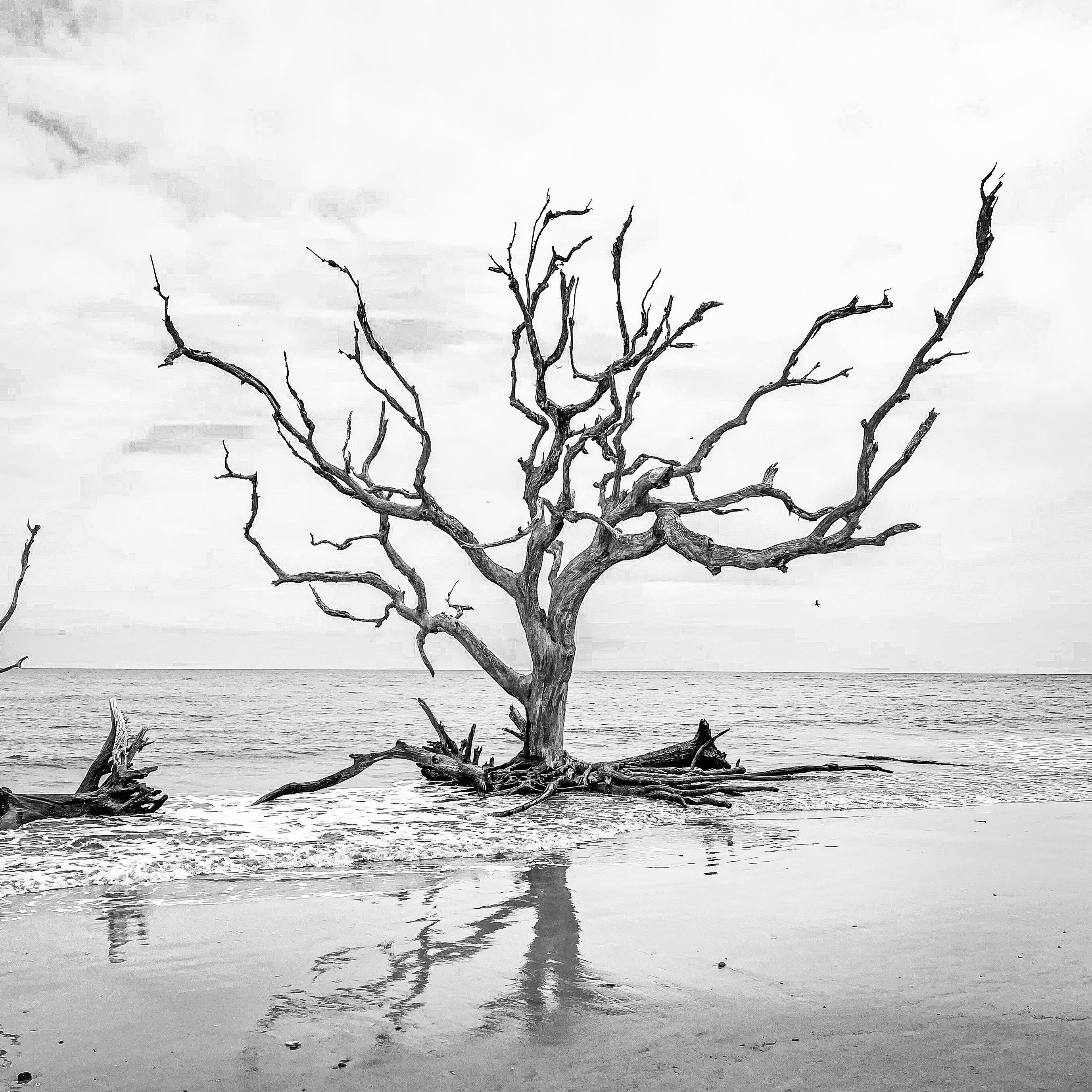 The way this tree has been standing against the wind and waves for so long, if only we could all make death look so beautiful. Jekyll Island, GA 2022