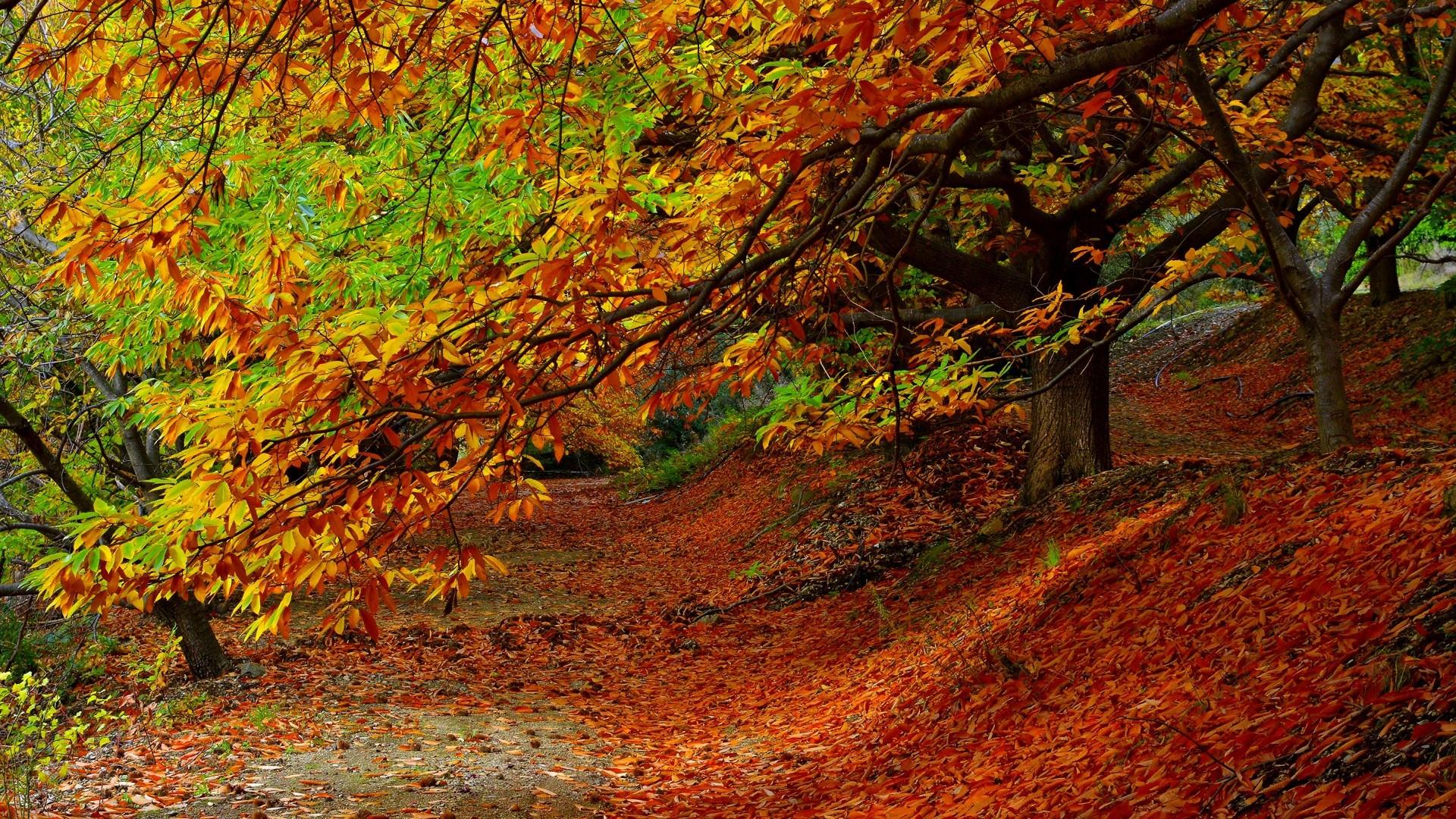 Wallpaper image
