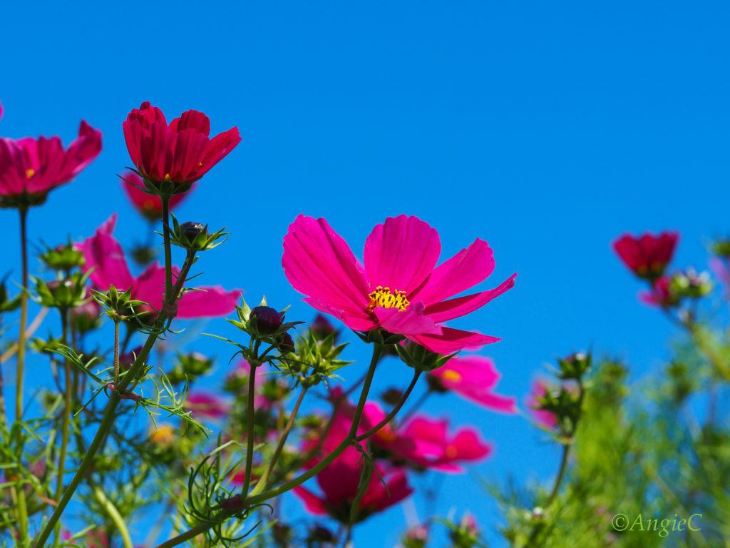 Wallpaper image