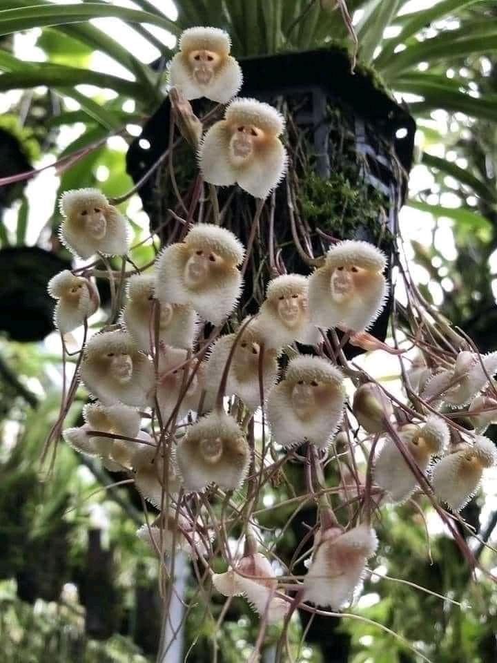 Wallpaper image