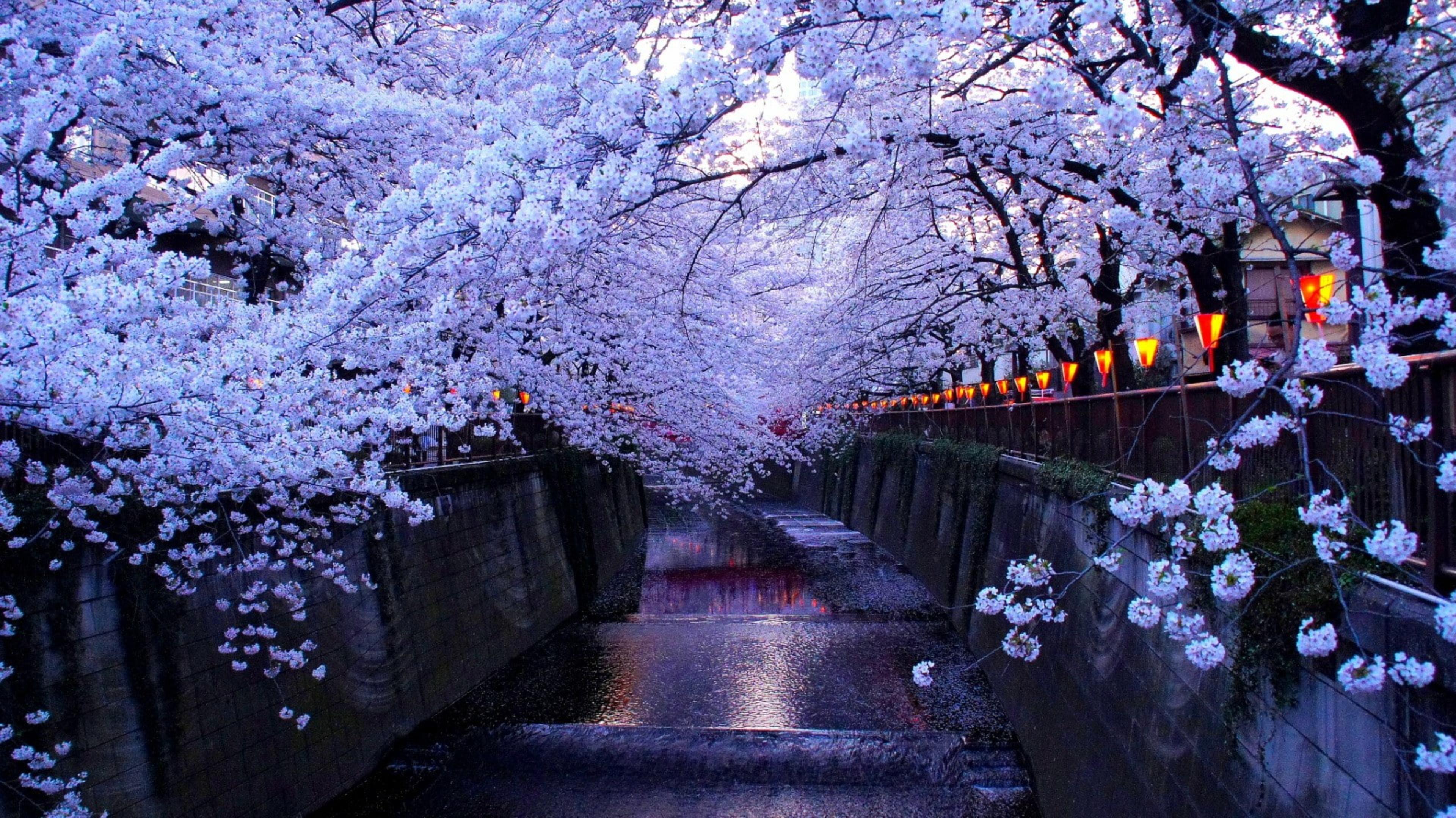 Wallpaper image