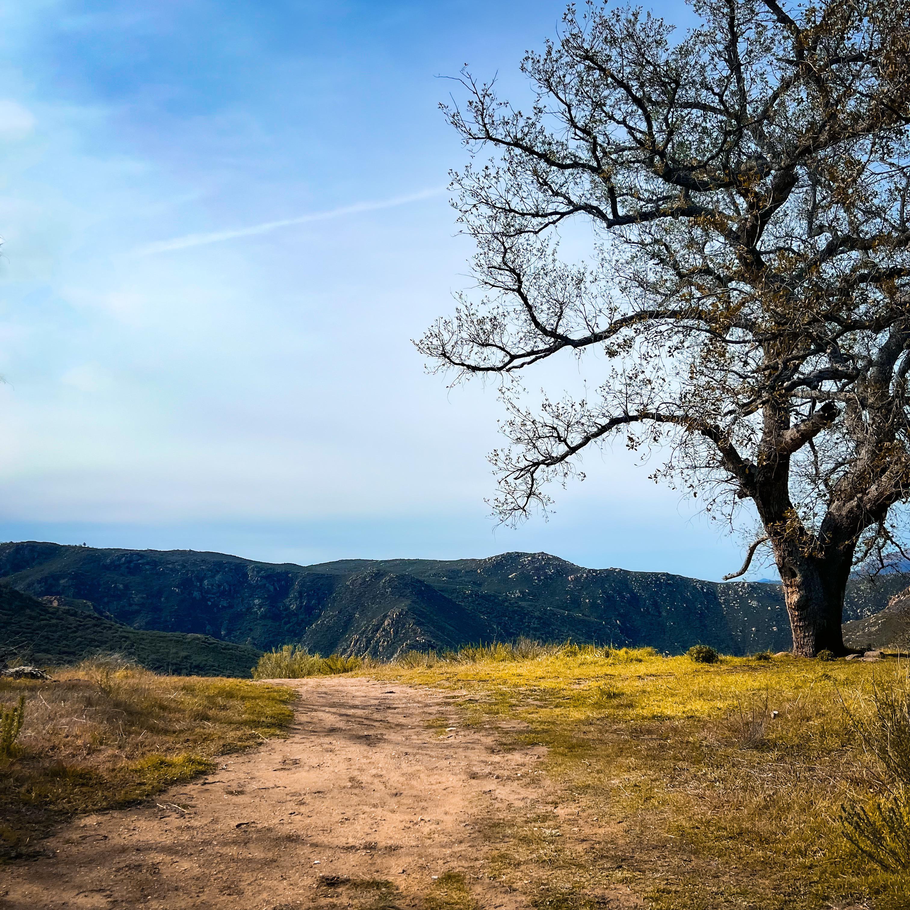 The view along a trail in Cleveland National Forest, CA