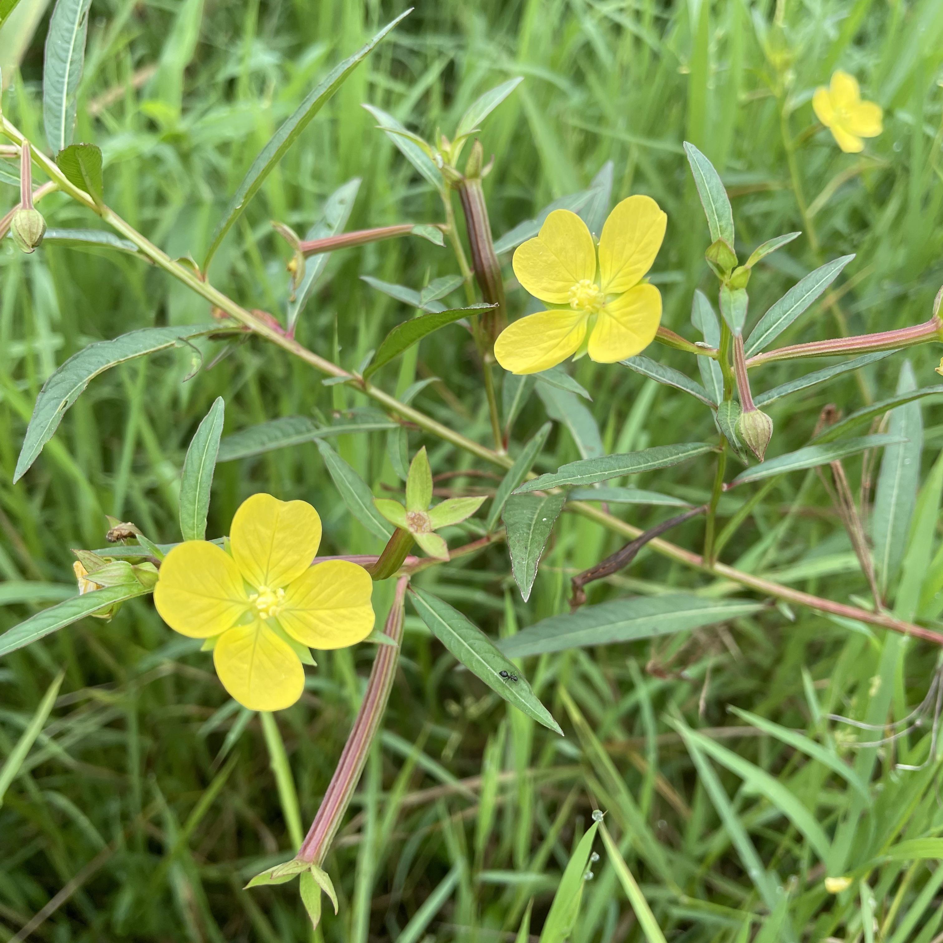 𝙇𝙪𝙙𝙬𝙞𝙜𝙞𝙖 𝙥𝙚𝙧𝙪𝙫𝙞𝙖𝙣𝙖, Peruvian primrose-willow [OC/]