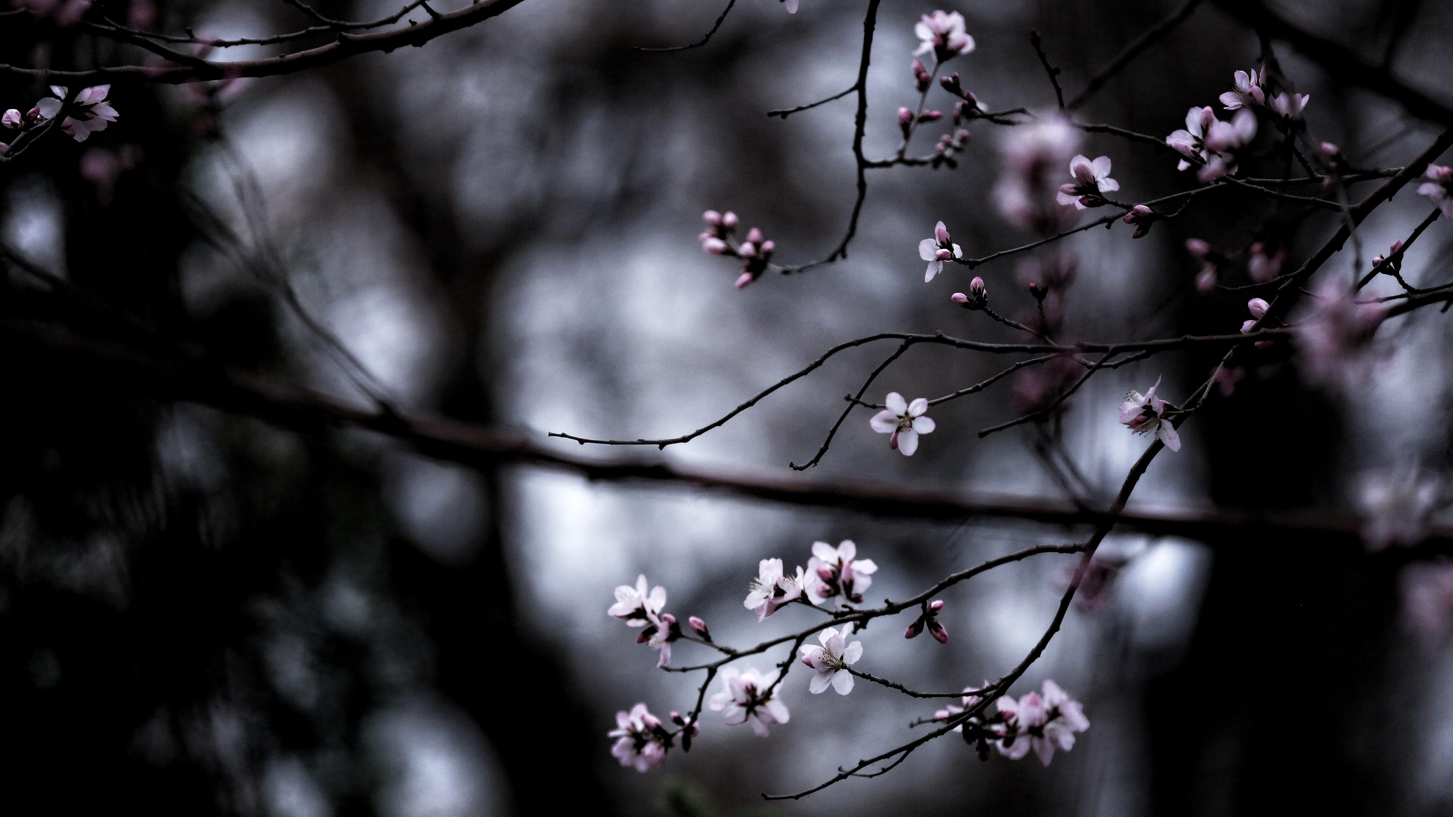 Wallpaper image