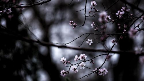 🌸cherry blossom🌸