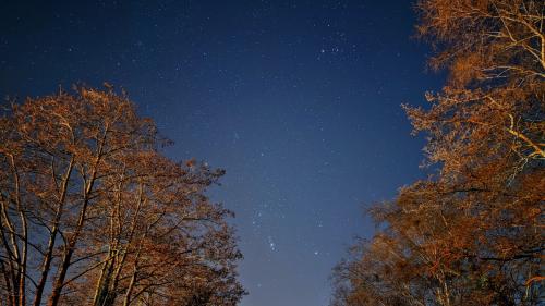 Astrophotography through the trees