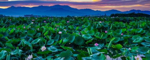 Lotus flowers