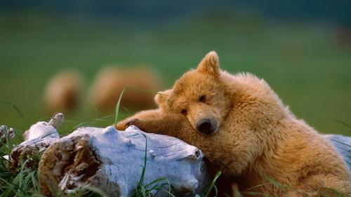 Sleepy bear. I fixed the fixed background.