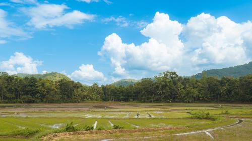 Paddy Field