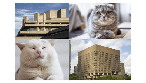 Cats + Brutalism 4K