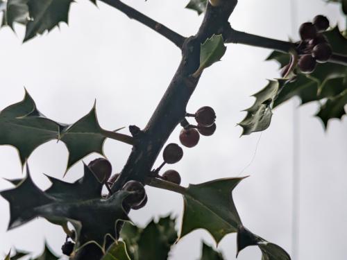 Holly tree branch