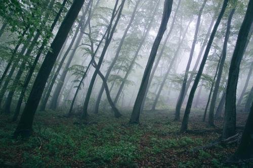 Eerie Stillness: A Misty Forest Dreamscape