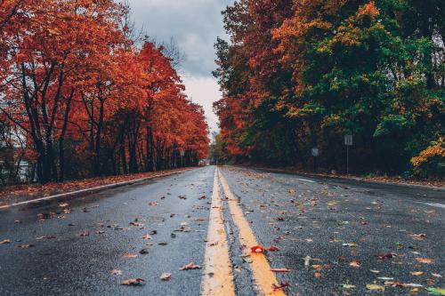 Autumn Road: A Journey Through the Fall Colors