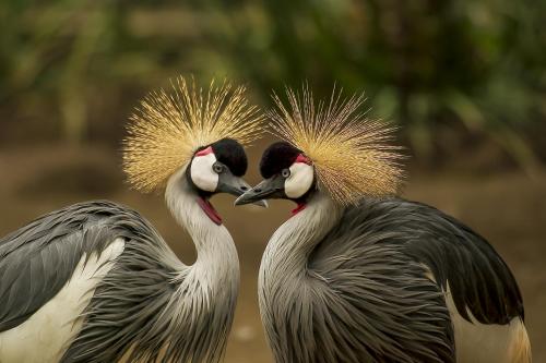 2 Grey and Black Birds