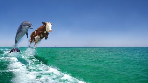 Cow and Dolphin in the Ocean