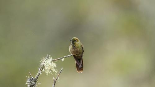 Close-up of a Greenbul Perching on a Branch