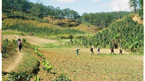 People walking through a field with coffee plants