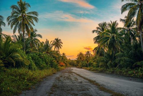 A Journey Through Paradise: Sunset on a Secluded Palm Road