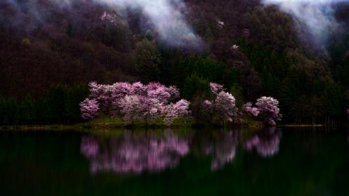 Cherry Blossom