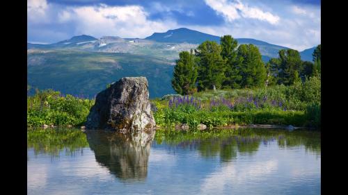 lake and green tree