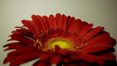 Charm of Red Daisy Flower