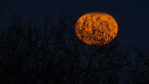 Orange Moon Shines Bright A Night Closeup