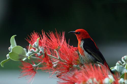 Bird with Red and Black Feathers on Red Flowers
