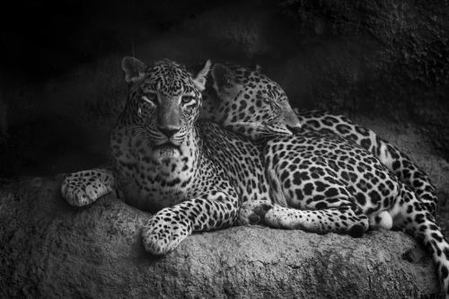 Two Leopards Lying Together