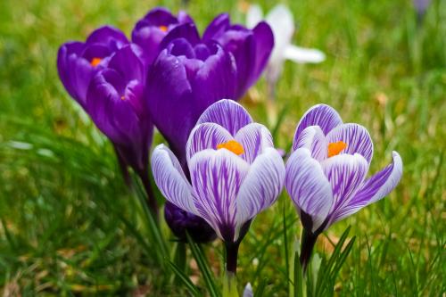 Stunning Close-Up of Vibrant Crocus Flowers in Bloom