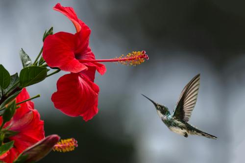 Stunning Moment Captured: Hummingbird Feeds on Hibiscus