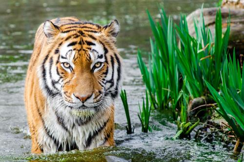 Bengal Tiger Half Soak Body on Water during Daytime