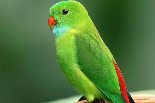 Photo of Perched Parakeet