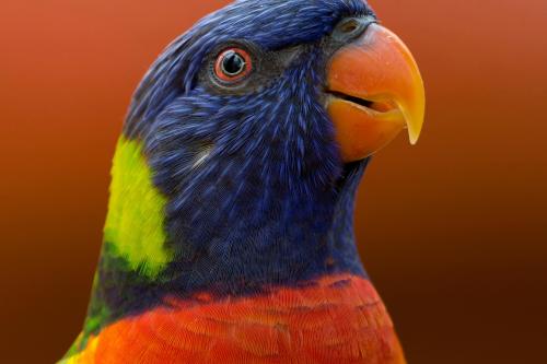 Close-up Photo of Parakeet