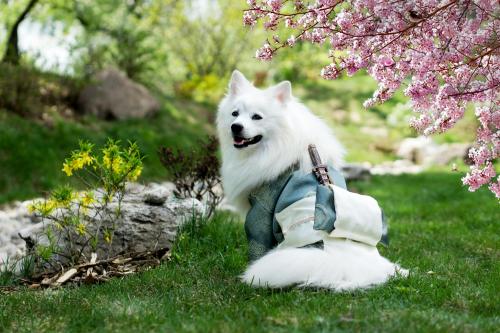 Samurai Dog Enjoying the Spring Blossoms