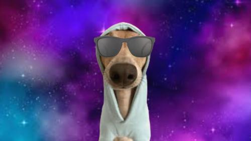 Dog in space.