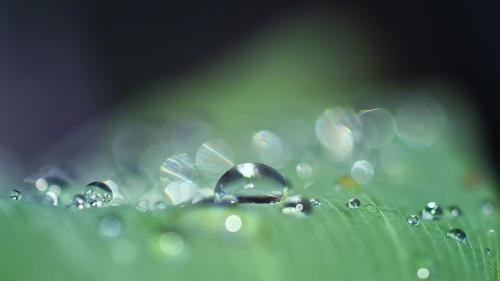 Dewdrops, Water drops, Mac wallpaper image
